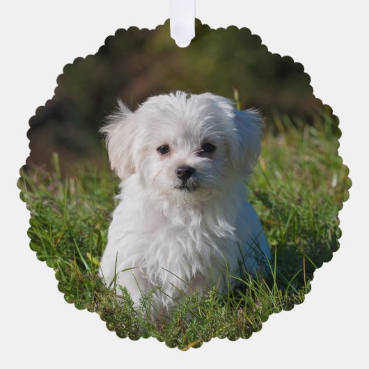 自分の両面の犬の写真を作成 オーナメントカード (正面)