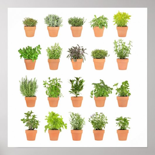 自分の文字でカスタマイズハーブの植物を鉢植え ポスター (正面)