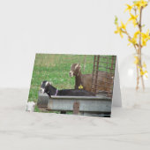 自分の餌場で眠る カード (黄色い花)