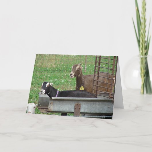 自分の餌場で眠る カード (正面)