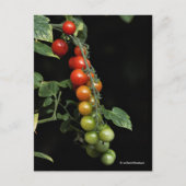 自家製カラフルのさくらんぼトマトのグラデーション ポストカード (正面)