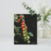 自家製カラフルのさくらんぼトマトのグラデーション ポストカード (スタンド正面)