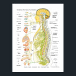 自律神経スペインの系ポスター ポスター<br><div class="desc">自律神経系のポスタスペインのーカラフル(Sistema Nervioso Autonomo)(Sistema Nervioso Autonomo)の背骨と内臓に関連する自律神経系を示す解剖学的画像。神経は、交感神経、副交感神経および脳脊髄系を表す色分けされている。</div>