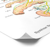 自律神経フランスの系ポスター ポスター (角)