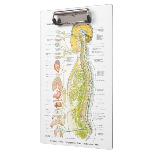 自律神経系ドクターズオフィスのクリップボード クリップボード (左)
