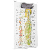 自律神経系ドクターズオフィスのクリップボード クリップボード (右)