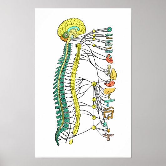 自律神経系ポスター ポスター (正面)