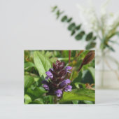 自治・薬草、ウナラスカ島 ポストカード (スタンド正面)