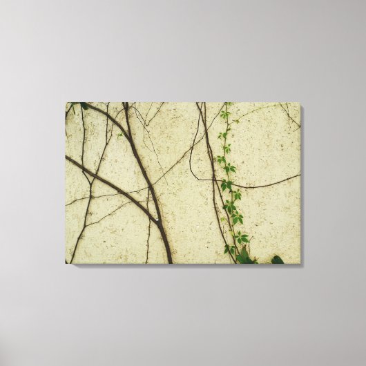 自然つる植物 キャンバスプリント (正面)