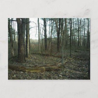 自然で囲まれたツリー ポストカード