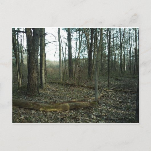 自然で囲まれたツリー ポストカード (正面)