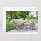 自然で道路上の白い羊と子羊のグループ ポストカード (正面/裏面)