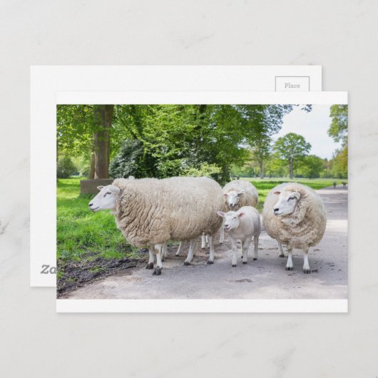 自然で道路上の白い羊と子羊のグループ ポストカード (正面/裏面)