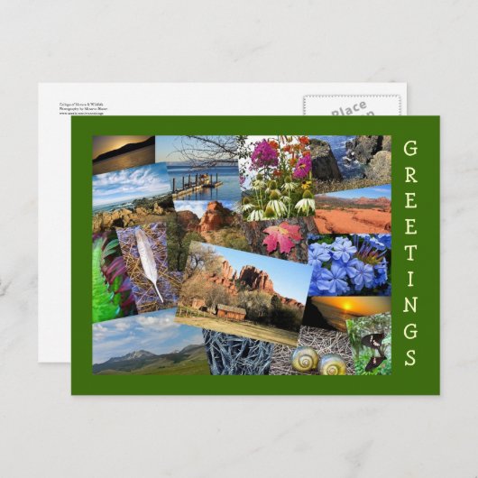 自然と野生生物のコラージュ ポストカード (正面/裏面)