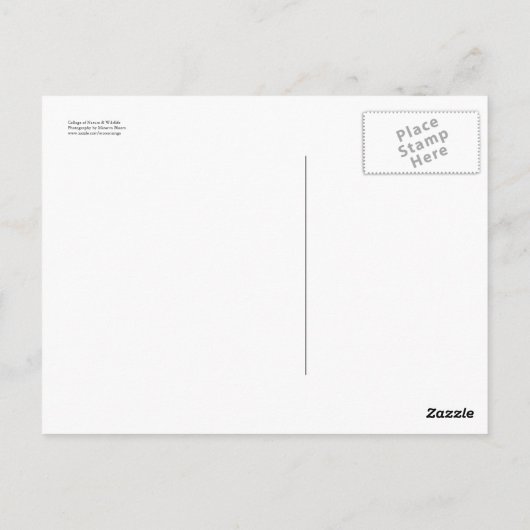 自然と野生生物のコラージュ ポストカード (裏面)