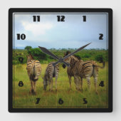 自然な設定のアフリカのシマウマ スクエア壁時計 (正面)