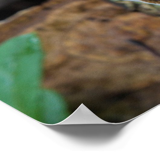 自然に成長する七面鳥の尾のキノコ ポスター (角)