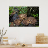 自然に成長する七面鳥の尾のキノコ ポスター (キッチン)