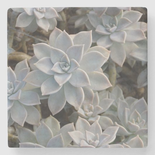 自然に美しい多肉植物 ストーンコースター (正面)