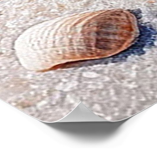 自然のままの砂の上の大きな貝殻ビーチ ポスター (角)