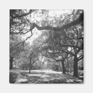 自然のアーバー マグネット