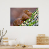 自然のエドバードMunch悲鳴ジェル真菌ポスター ポスター (キッチン)