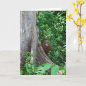 自然のオリジナルの木が熱帯雨林の中でハグガー カード (黄色い花)