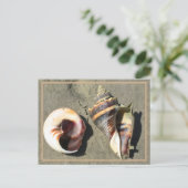 自然のクラウン コンク シェル カード (スタンド正面)