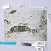 自然のティッシュペーパーの樺の木木 薄葉紙 (クラフト)