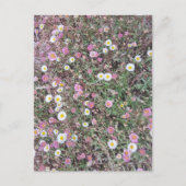 自然のデイジーとピンクの花|過去記事 ポストカード (正面)
