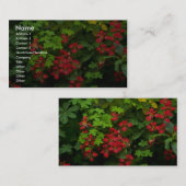 自然のパターン 名刺 (正面/裏面)