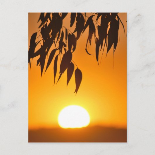 自然のフレーム ポストカード (正面)