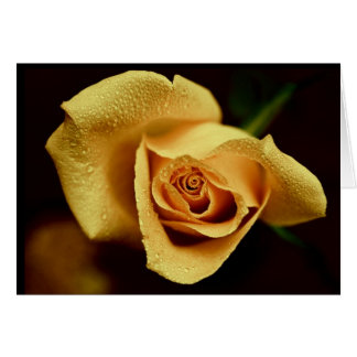 自然の写真撮影