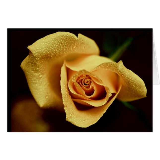 自然の写真撮影 (正面横)