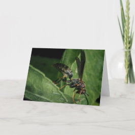 自然の小さな飛行家 カード