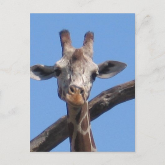 自然の岩 ポストカード (正面)