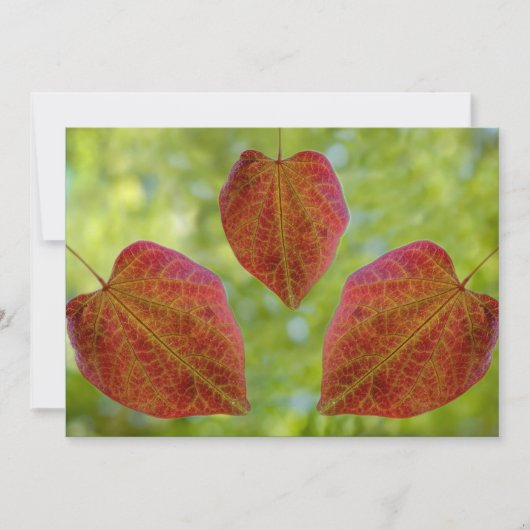 自然の愛離れの サンキューカード (正面)