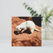 自然の捕獲者：白いメルカト虫を掘る (スタンド正面)