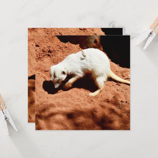 自然の捕獲者：白いメルカト虫を掘る (正面/裏面インサイチュ)