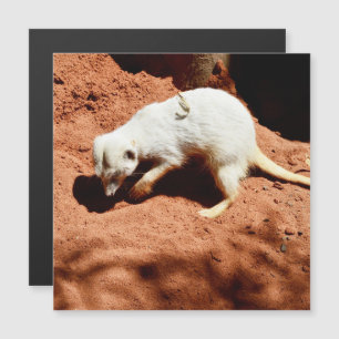 自然の捕獲者:白いメルカト虫を掘る