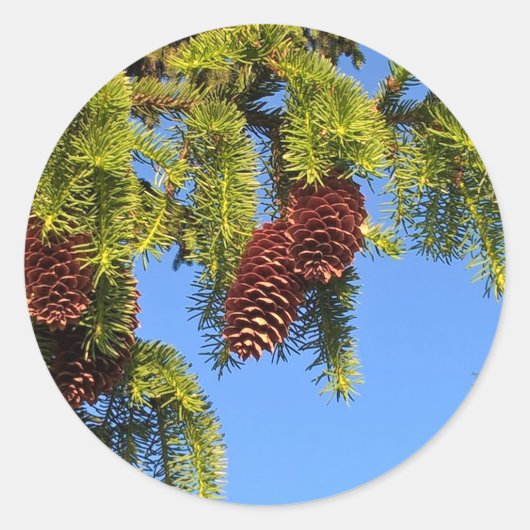 自然の森の写真のシール（枝） ラウンドシール (正面)