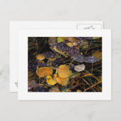 自然の氷柱 ポストカード (正面/裏面)