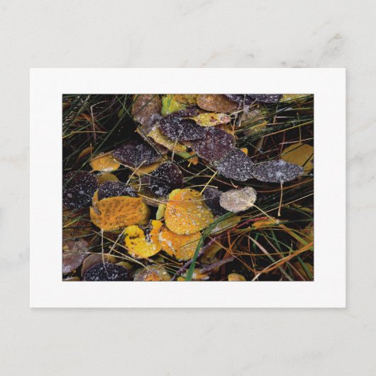 自然の氷柱 ポストカード (正面)