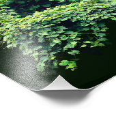 自然の玉座の野生の葉のつる植物8x10 フォトプリント            (角)