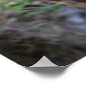 自然の生息地におけるラン科の植物 ポスター (角)