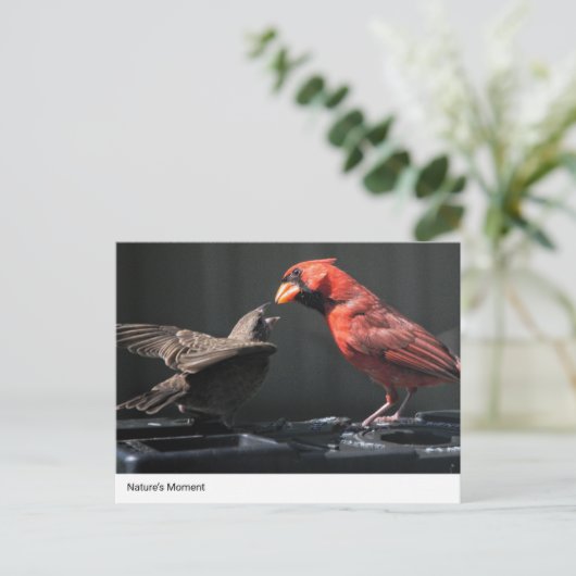 自然の瞬間:(鳥)ショウジョウコウカンチョウとスパローの相互作用 ポストカード (スタンド正面)