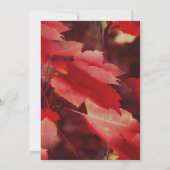 自然の紅葉の秋の風景 招待状 (裏面)