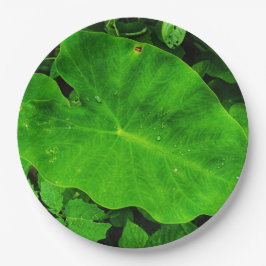 自然の紙皿 ペーパープレート