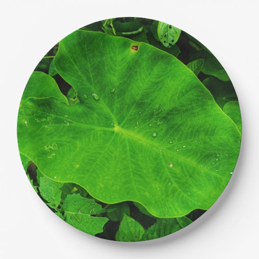 自然の紙皿 ペーパープレート (正面)