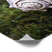 自然の緑の苔に覆われた美しいコンチシーシェル ポスター (角)